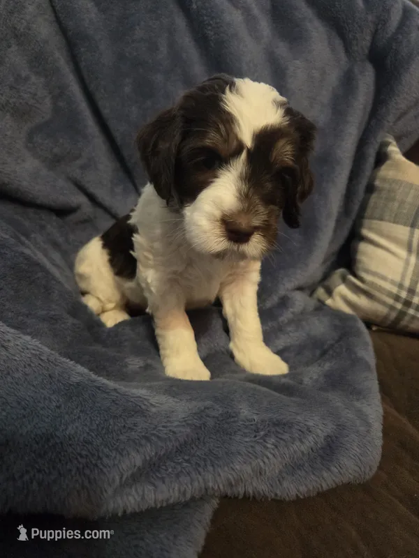 Raven – Miniature Aussiedoodle puppy for sale in Coal Valley, IL