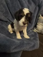 Raven, a female Miniature Aussiedoodle for sale in Coal Valley, IL – 1 of 2