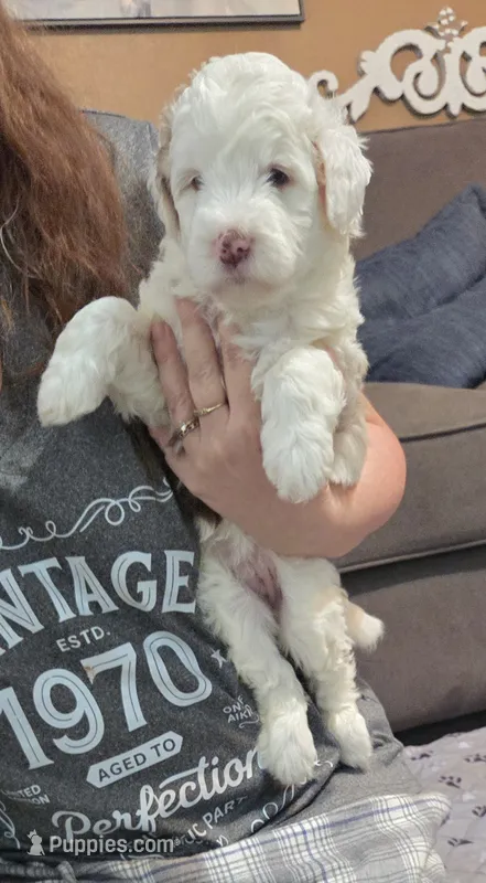 HeiHei, a female Bernese Mountain Dog and Miniature Aussiedoodle for sale in Coal Valley, IL – 1 of 2
