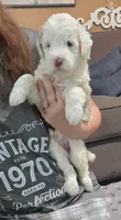 HeiHei, a female Bernese Mountain Dog and Miniature Aussiedoodle for sale in Coal Valley, IL – 1 of 2