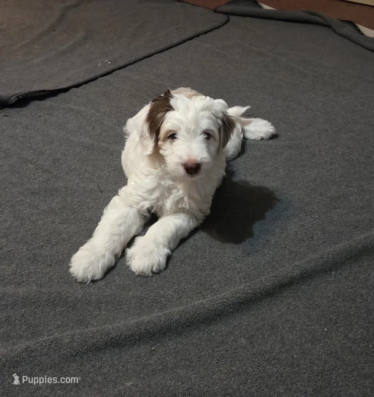 Lola – Miniature Aussiedoodle puppy for sale in Coal Valley, IL