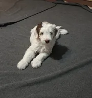 Lola, a female Aussiedoodle for sale in Coal Valley, IL – 1 of 3