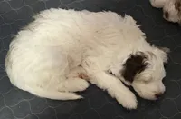 Lola, a female Miniature Aussiedoodle for sale in Coal Valley, IL – 2 of 2