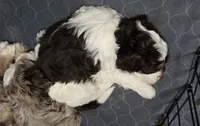 Raven, a female Miniature Aussiedoodle for sale in Coal Valley, IL – 2 of 2