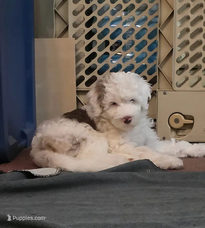 HeiHei – Aussiedoodle puppy for sale in Coal Valley, IL