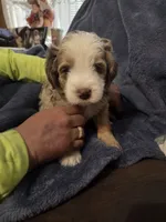 Shadow, a male Miniature Aussiedoodle for sale in Coal Valley, IL – 1 of 1