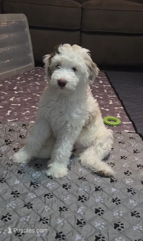 Lola – Aussiedoodle puppy for sale in Coal Valley, IL