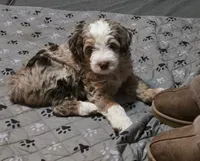 Shadow, a male Aussiedoodle for sale in Coal Valley, IL – 1 of 2