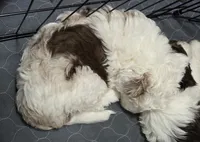 HeiHei, a female Bernese Mountain Dog and Miniature Aussiedoodle for sale in Coal Valley, IL – 2 of 2