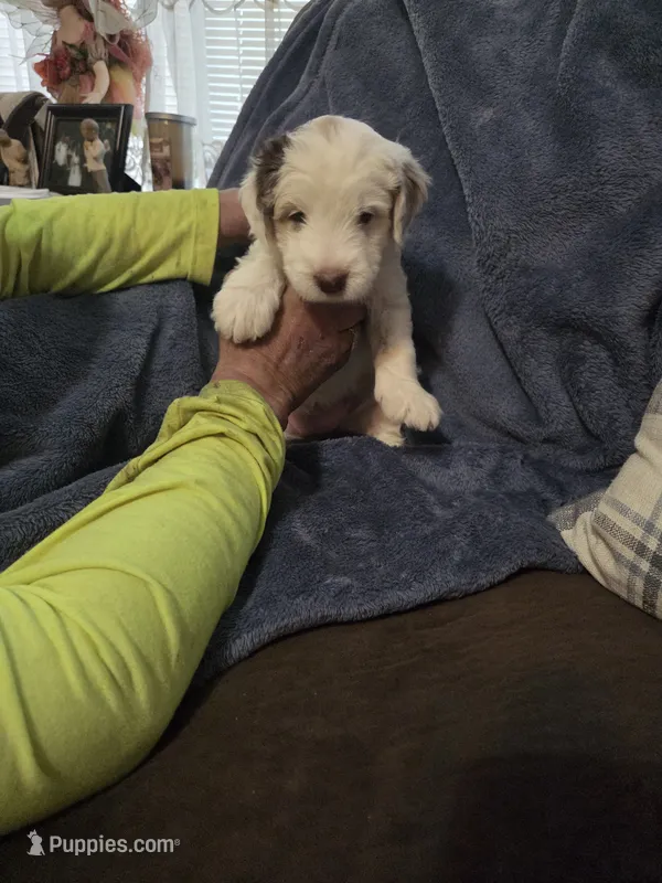Lola – Miniature Aussiedoodle puppy for sale in Coal Valley, IL