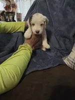 Lola, a female Miniature Aussiedoodle for sale in Coal Valley, IL – 1 of 2