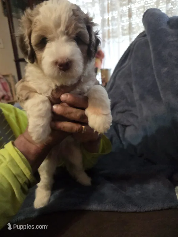 Harley – Miniature Aussiedoodle puppy for sale in Coal Valley, IL