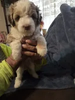 Harley, a female Miniature Aussiedoodle for sale in Coal Valley, IL – 1 of 1