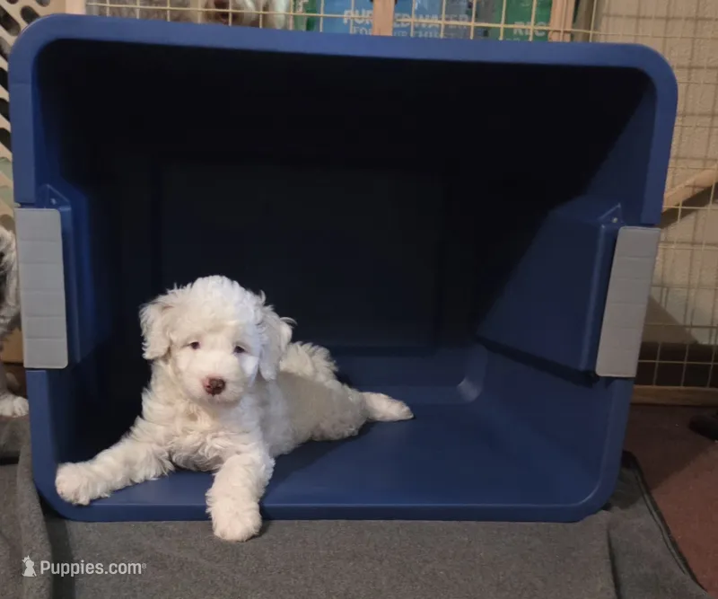 Lamb chop – Bernese Mountain Dog, Miniature Aussiedoodle puppy for sale in Coal Valley, IL