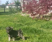 Little Bit, a female Miniature Schnauzer for sale in Richmond, KY – 2 of 2