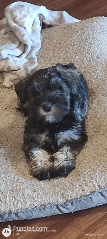 Little Bit – Miniature Schnauzer puppy for sale in Richmond, KY