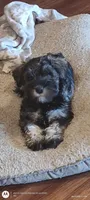 Little Bit, a female Miniature Schnauzer for sale in Richmond, KY – 1 of 2