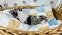 Grogu, a male Miniature Dachshund for sale in Three Rivers, MI – 8 of 9