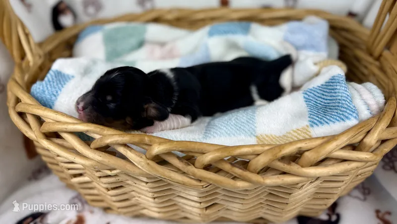 Fennec – Miniature Dachshund puppy for sale in Three Rivers, MI