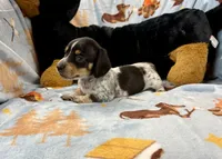 Dot, a male Miniature Dachshund for sale in Three Rivers, MI – Photo 2 of 10