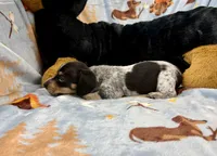 Dot, a male Miniature Dachshund for sale in Three Rivers, MI – Photo 4 of 10