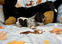 Dot, a male Miniature Dachshund for sale in Three Rivers, MI – Photo 8 of 10