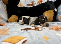 Dot, a male Miniature Dachshund for sale in Three Rivers, MI – Photo 6 of 10