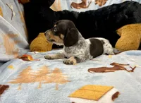 Dot, a male Miniature Dachshund for sale in Three Rivers, MI – Photo 3 of 10