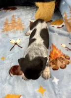 Dot, a male Miniature Dachshund for sale in Three Rivers, MI – Photo 10 of 10