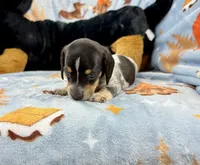 Dot, a male Miniature Dachshund for sale in Three Rivers, MI – Photo 7 of 10