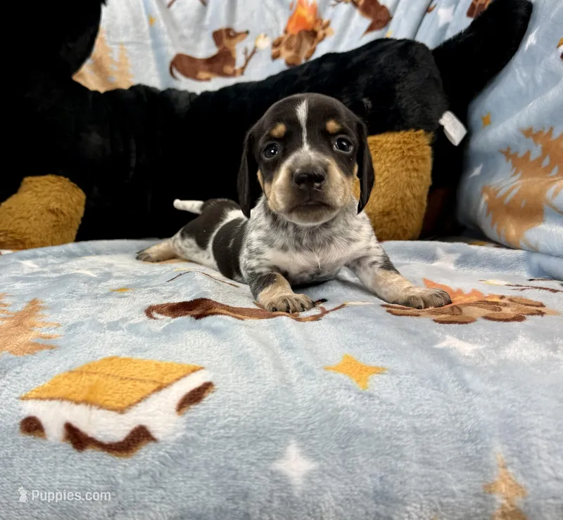 Dot – Miniature Dachshund puppy for sale in Three Rivers, MI