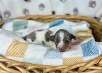Cara, a female Miniature Dachshund for sale in Three Rivers, MI – 3 of 10