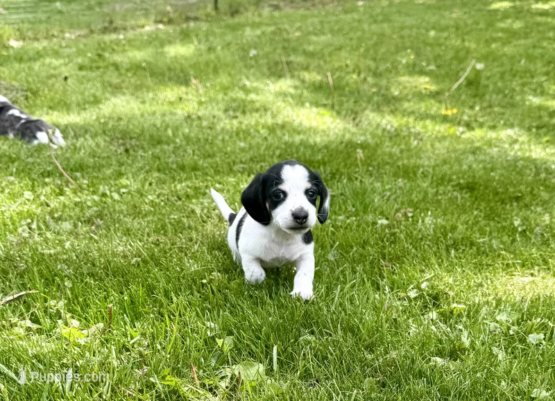 Lucy – Miniature Dachshund puppy for sale in Three Rivers, MI