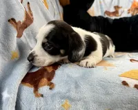 Lucy, a female Miniature Dachshund for sale in Three Rivers, MI – Photo 4 of 10