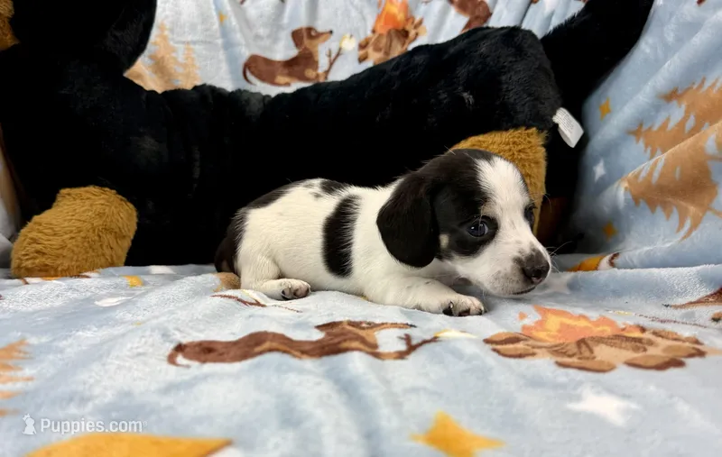 Lucy – Miniature Dachshund puppy for sale in Three Rivers, MI