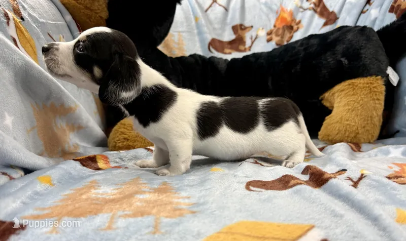 Lucy – Miniature Dachshund puppy for sale in Three Rivers, MI