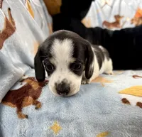 Lucy, a female Miniature Dachshund for sale in Three Rivers, MI – Photo 5 of 10