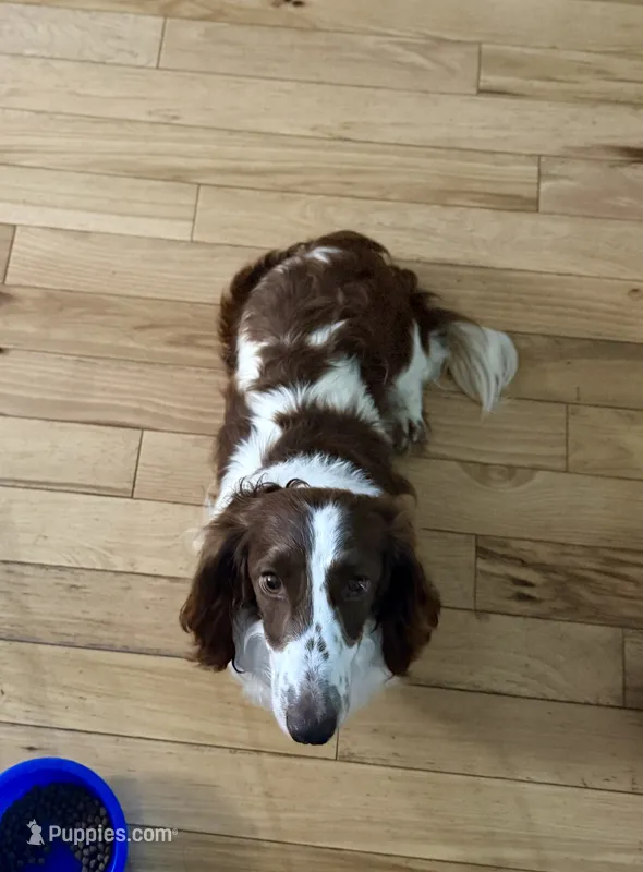 Sparky – Miniature Dachshund puppy for sale in Three Rivers, MI