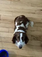 Sparky, a male Miniature Dachshund for sale in Three Rivers, MI – 1 of 1