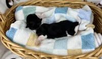 Fennec, a female Miniature Dachshund for sale in Three Rivers, MI – 9 of 10