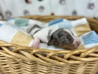 Cara, a female Miniature Dachshund for sale in Three Rivers, MI – 7 of 10
