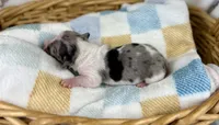 Grogu, a male Miniature Dachshund for sale in Three Rivers, MI – 4 of 9