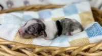 Grogu, a male Miniature Dachshund for sale in Three Rivers, MI – 7 of 9