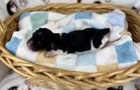 Fennec, a female Miniature Dachshund for sale in Three Rivers, MI – 2 of 10