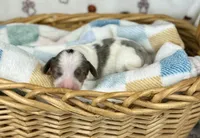 Mando , a male Miniature Dachshund for sale in Three Rivers, MI – 5 of 10
