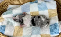 Grogu, a male Miniature Dachshund for sale in Three Rivers, MI – 9 of 9
