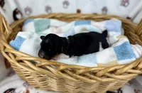 Fennec, a female Miniature Dachshund for sale in Three Rivers, MI – 6 of 10