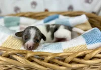 Cara, a female Miniature Dachshund for sale in Three Rivers, MI – 2 of 10