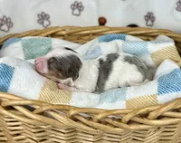Mando , a male Miniature Dachshund for sale in Three Rivers, MI – 6 of 10
