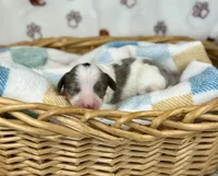 Mando , a male Miniature Dachshund for sale in Three Rivers, MI – 2 of 10